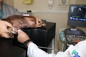 Ecodopplercardiograma