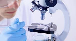 Mycoplasma Haemocanis (PCR) - Quantitativo